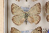  ( - Agro-011)  @12 [ ] Copyright (2011) University of Florida, FMNH - McGuire Center University of Florida, FMNH - McGuire Center