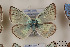  ( - Agro-200)  @13 [ ] Copyright (2011) University of Florida, FMNH - McGuire Center University of Florida, FMNH - McGuire Center