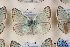  ( - Agro-206)  @12 [ ] Copyright (2011) University of Florida, FMNH - McGuire Center University of Florida, FMNH - McGuire Center