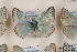  ( - Agro-207)  @12 [ ] Copyright (2011) University of Florida, FMNH - McGuire Center University of Florida, FMNH - McGuire Center