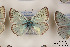  ( - Agro-208)  @12 [ ] Copyright (2011) University of Florida, FMNH - McGuire Center University of Florida, FMNH - McGuire Center