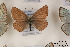  ( - Agro-209)  @12 [ ] Copyright (2011) University of Florida, FMNH - McGuire Center University of Florida, FMNH - McGuire Center