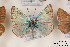  ( - Agro-216)  @12 [ ] Copyright (2011) University of Florida, FMNH - McGuire Center University of Florida, FMNH - McGuire Center