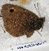  ( - CCDB-03029 A01)  @12 [ ] Copyright (2012) Zoological Institute of the Russian Academy of Science Zoological Institute of the Russian Academy of Science