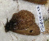  ( - CCDB-03029 A05)  @11 [ ] Copyright (2012) Zoological Institute of the Russian Academy of Science Zoological Institute of the Russian Academy of Science
