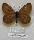  (Oeneis nanna - CCDB-03029 A08)  @11 [ ] Copyright (2012) Zoological Institute of the Russian Academy of Science Zoological Institute of the Russian Academy of Science