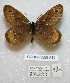  ( - CCDB-03029 A10)  @11 [ ] Copyright (2012) Zoological Institute of the Russian Academy of Science Zoological Institute of the Russian Academy of Science