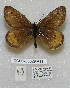  ( - CCDB-03029 A11)  @11 [ ] Copyright (2012) Zoological Institute of the Russian Academy of Science Zoological Institute of the Russian Academy of Science