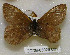  ( - CCDB-03029 C01)  @11 [ ] Copyright (2012) Zoological Institute of the Russian Academy of Science Zoological Institute of the Russian Academy of Science