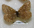  ( - CCDB-03029 C02)  @11 [ ] Copyright (2012) Zoological Institute of the Russian Academy of Science Zoological Institute of the Russian Academy of Science