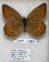  ( - CCDB-03029 D10)  @12 [ ] Copyright (2012) Zoological Institute of the Russian Academy of Science Zoological Institute of the Russian Academy of Science