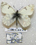  ( - CCDB-03029 E12)  @11 [ ] Copyright (2012) Zoological Institute of the Russian Academy of Science Zoological Institute of the Russian Academy of Science