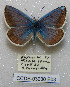  ( - CCDB-03030 E03)  @12 [ ] Copyright (2012) Zoological Institute of the Russian Academy of Science Zoological Institute of the Russian Academy of Science