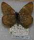  ( - CCDB-03030 G10)  @13 [ ] Copyright (2012) Zoological Institute of the Russian Academy of Science Zoological Institute of the Russian Academy of Science