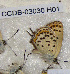 ( - CCDB-03030 H01)  @12 [ ] Copyright (2012) Zoological Institute of the Russian Academy of Science Zoological Institute of the Russian Academy of Science