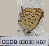  ( - CCDB-03030 H02)  @12 [ ] Copyright (2012) Zoological Institute of the Russian Academy of Science Zoological Institute of the Russian Academy of Science