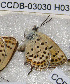  ( - CCDB-03030 H03)  @12 [ ] Copyright (2012) Zoological Institute of the Russian Academy of Science Zoological Institute of the Russian Academy of Science