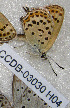  ( - CCDB-03030 H04)  @12 [ ] Copyright (2012) Zoological Institute of the Russian Academy of Science Zoological Institute of the Russian Academy of Science
