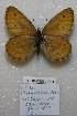  (Oeneis dzhulukuli - CCDB-03031 C04)  @14 [ ] Copyright (2012) Zoological Institute of the Russian Academy of Science Zoological Institute of the Russian Academy of Science