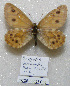  ( - CCDB-03031 C06)  @12 [ ] Copyright (2012) Zoological Institute of the Russian Academy of Science Zoological Institute of the Russian Academy of Science