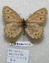  ( - CCDB-03031 C07)  @12 [ ] Copyright (2012) Zoological Institute of the Russian Academy of Science Zoological Institute of the Russian Academy of Science