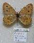  ( - CCDB-03031 C08)  @13 [ ] Copyright (2012) Zoological Institute of the Russian Academy of Science Zoological Institute of the Russian Academy of Science
