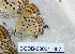  ( - CCDB-03031 H07)  @12 [ ] Copyright (2012) Zoological Institute of the Russian Academy of Science Zoological Institute of the Russian Academy of Science