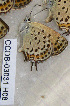  ( - CCDB-03031 H08)  @12 [ ] Copyright (2012) Zoological Institute of the Russian Academy of Science Zoological Institute of the Russian Academy of Science