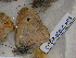  ( - CCDB-03032 A03)  @12 [ ] Copyright (2012) Zoological Institute of the Russian Academy of Science Zoological Institute of the Russian Academy of Science