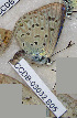  ( - CCDB-03032 B05)  @12 [ ] Copyright (2012) Zoological Institute of the Russian Academy of Science Zoological Institute of the Russian Academy of Science