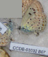 ( - CCDB-03032 B07)  @12 [ ] Copyright (2012) Zoological Institute of the Russian Academy of Science Zoological Institute of the Russian Academy of Science