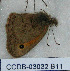  ( - CCDB-03032 B11)  @12 [ ] Copyright (2012) Zoological Institute of the Russian Academy of Science Zoological Institute of the Russian Academy of Science