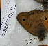  ( - CCDB-03032 C11)  @12 [ ] Copyright (2012) Zoological Institute of the Russian Academy of Science Zoological Institute of the Russian Academy of Science