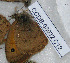  ( - CCDB-03032 C12)  @12 [ ] Copyright (2012) Zoological Institute of the Russian Academy of Science Zoological Institute of the Russian Academy of Science