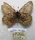  ( - CCDB-03032 H11)  @11 [ ] Copyright (2012) Zoological Institute of the Russian Academy of Science Zoological Institute of the Russian Academy of Science