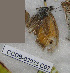  ( - CCDB-03033 C07)  @12 [ ] Copyright (2012) Zoological Institute of the Russian Academy of Science Zoological Institute of the Russian Academy of Science