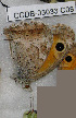  ( - CCDB-03033 C08)  @12 [ ] Copyright (2012) Zoological Institute of the Russian Academy of Science Zoological Institute of the Russian Academy of Science