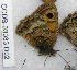  (Hyponephele amardea - CCDB-03033 D02)  @12 [ ] Copyright (2012) Zoological Institute of the Russian Academy of Science Zoological Institute of the Russian Academy of Science