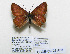  ( - CCDB-05723 A05)  @13 [ ] Copyright (2011) University of Florida, FMNH - McGuire Center University of Florida, FMNH - McGuire Center