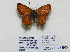  ( - CCDB-05723 B05)  @13 [ ] Copyright (2011) University of Florida, FMNH - McGuire Center University of Florida, FMNH - McGuire Center