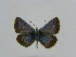  ( - CCDB-05724 H08)  @13 [ ] Copyright (2011) University of Florida, FMNH - McGuire Center University of Florida, FMNH - McGuire Center
