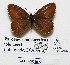  (Paroeneis palaearcticus - CCDB-05785 A09)  @11 [ ] Copyright (2012) University of Florida, FMNH - McGuire Center University of Florida, FMNH - McGuire Center