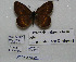  ( - CCDB-05785 A11)  @11 [ ] Copyright (2012) University of Florida, FMNH - McGuire Center University of Florida, FMNH - McGuire Center
