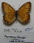  (Paroeneis - CCDB-05785 B01)  @11 [ ] Copyright (2012) University of Florida, FMNH - McGuire Center University of Florida, FMNH - McGuire Center