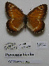  ( - CCDB-05785 B02)  @11 [ ] Copyright (2012) University of Florida, FMNH - McGuire Center University of Florida, FMNH - McGuire Center