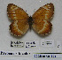  ( - CCDB-05785 B03)  @11 [ ] Copyright (2012) University of Florida, FMNH - McGuire Center University of Florida, FMNH - McGuire Center