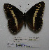  (Aulocera - CCDB-05785 B10)  @14 [ ] Copyright (2012) University of Florida, FMNH - McGuire Center University of Florida, FMNH - McGuire Center