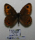  ( - CCDB-05785 E04)  @11 [ ] Copyright (2012) University of Florida, FMNH - McGuire Center University of Florida, FMNH - McGuire Center