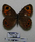  ( - CCDB-05785 E05)  @11 [ ] Copyright (2012) University of Florida, FMNH - McGuire Center University of Florida, FMNH - McGuire Center