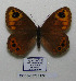  ( - CCDB-05785 E06)  @11 [ ] Copyright (2012) University of Florida, FMNH - McGuire Center University of Florida, FMNH - McGuire Center